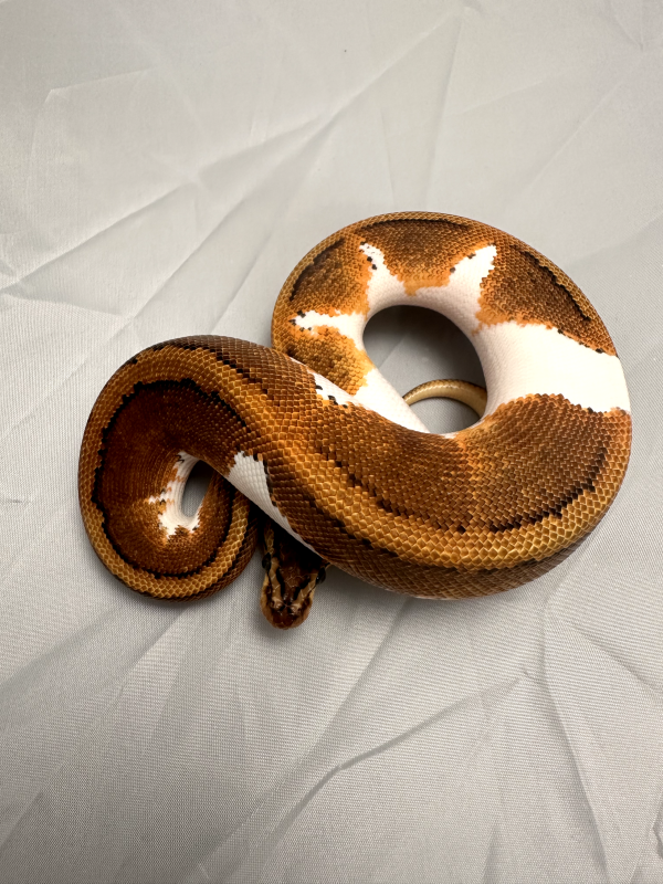 Pinstripe Pied Yelllow-Belly Ball Python - Male