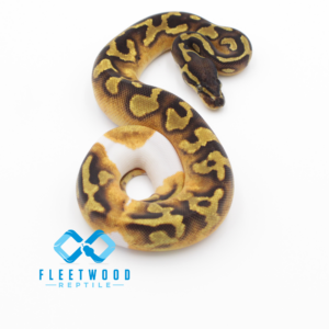 Enchi OD Hurricane Pied
