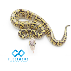 GHI Super Pastel Fire (Poss DG)