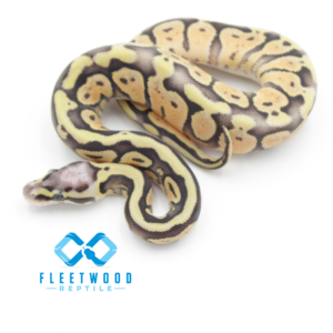 Super Pastel Poss Het DG (Fire)
