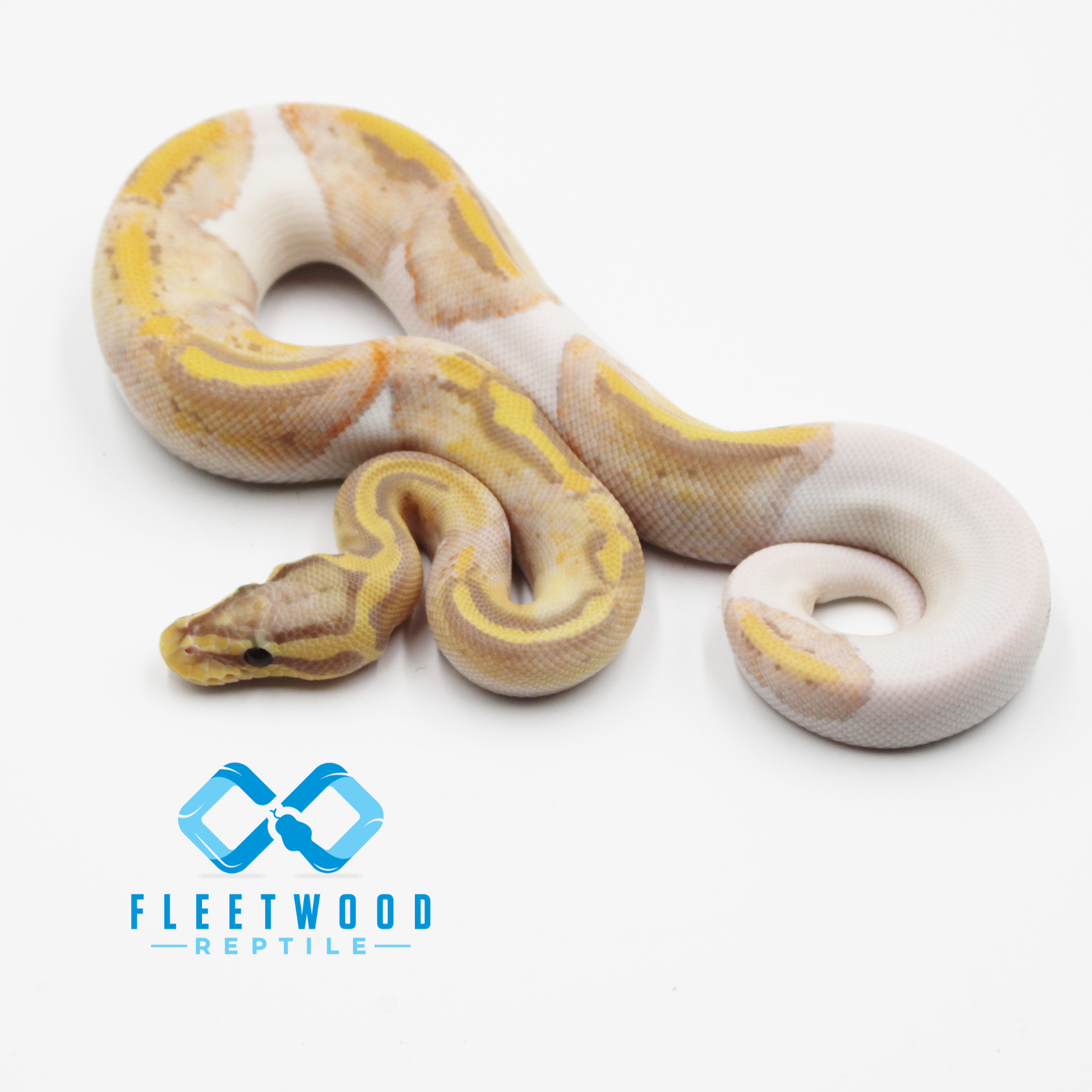 Banana Pied (Poss Sandblast, Cinny. Pastel)