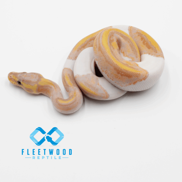 Banana Pied (Poss Sandblast, Cinny. Pastel)