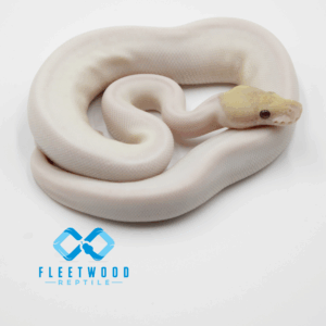 Cinnamon Pastel Banana Piebald