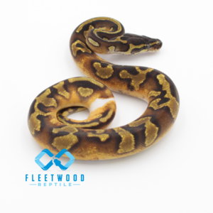 Enchi Hurricane Pied