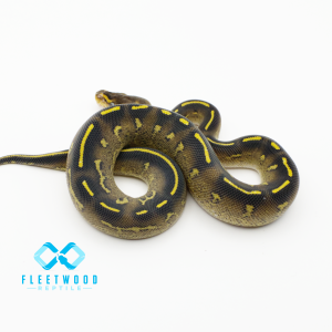 Freeway Ball Python