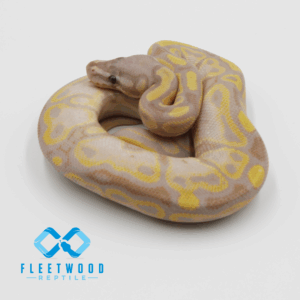 Banana Het Pied M