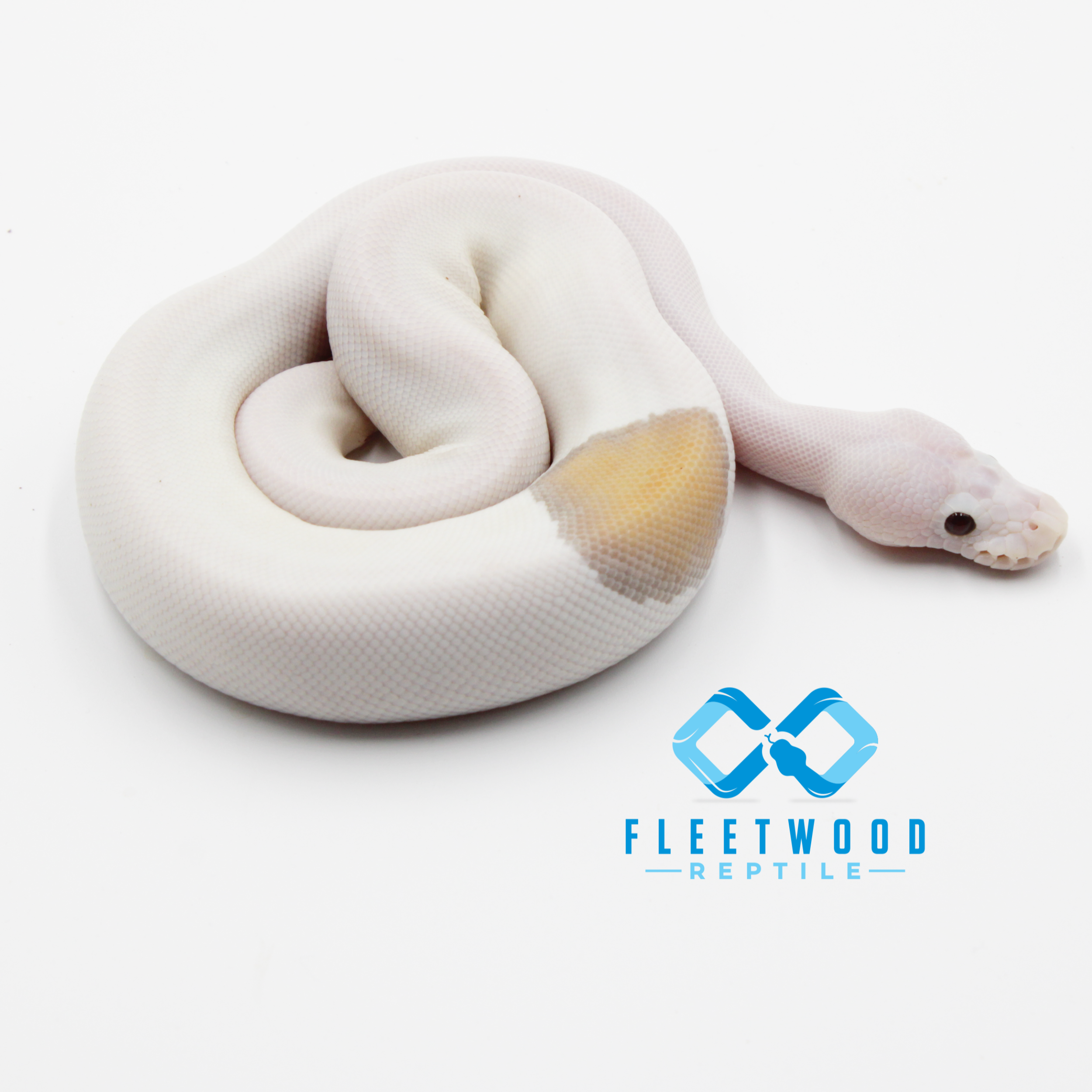Banana Cinnamon Piebald (Pastel/Sandblast?) M