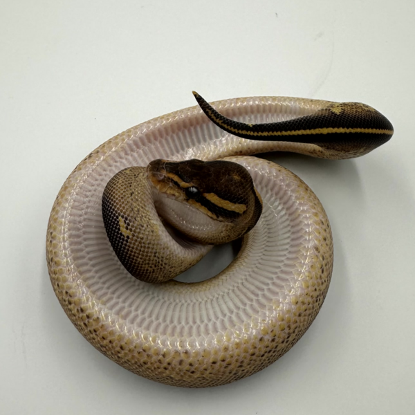 Freeway Ball Python - Image 3