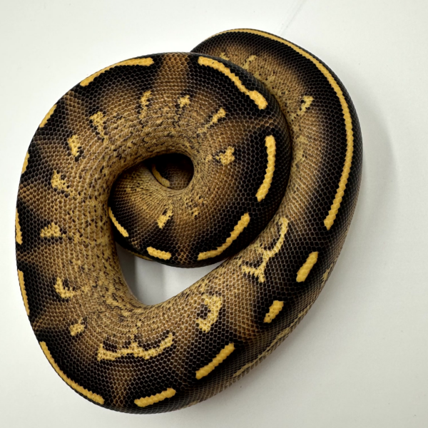Freeway Ball Python - Image 4