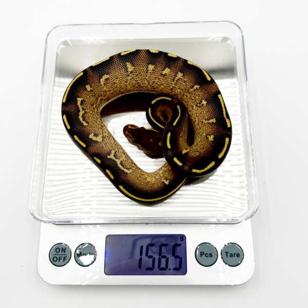 Freeway Ball Python - Image 5
