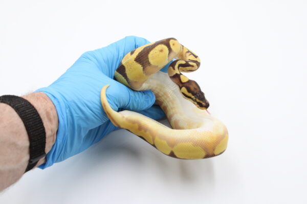 Super Orange Dream Enchi Specter/YB Het Pied Ball Python - Image 2
