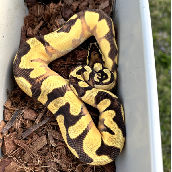 Super Orange Dream Enchi Specter/YB Het Pied Ball Python - Image 5