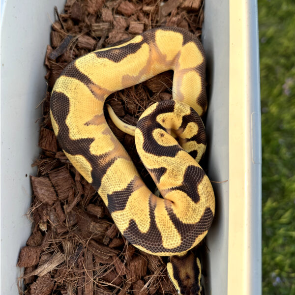 Super Orange Dream Enchi Specter/YB Het Pied Ball Python - Image 6