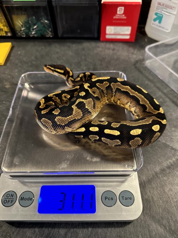 Super Asphalt Ball Python - Female - Image 2