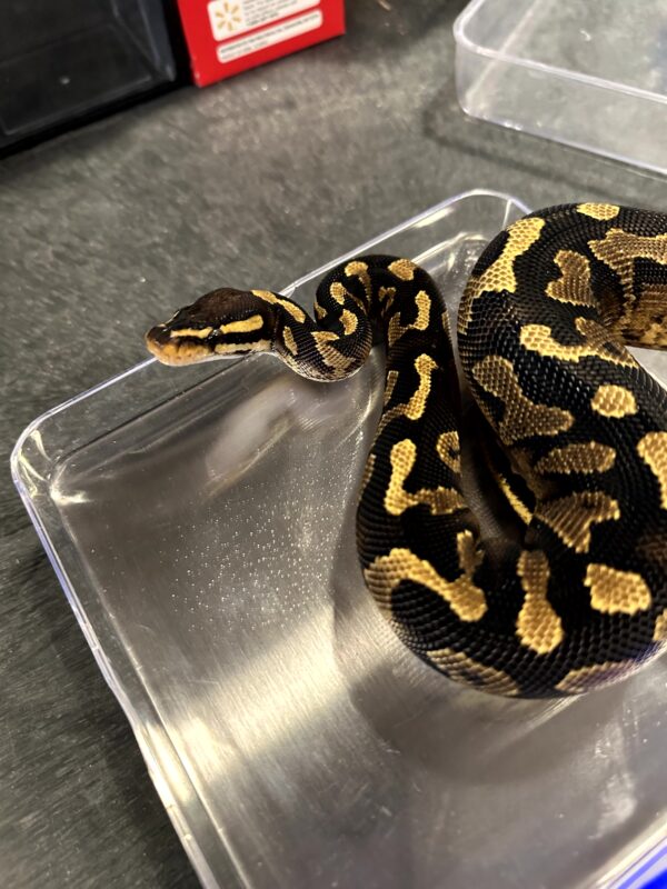 Super Asphalt Ball Python - Female - Image 3