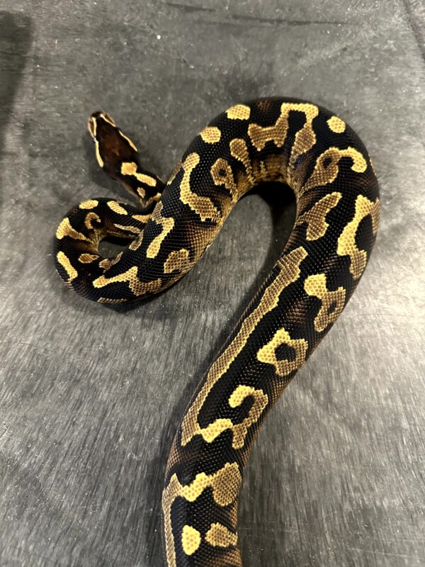 Super Asphalt Ball Python - Female - Image 4