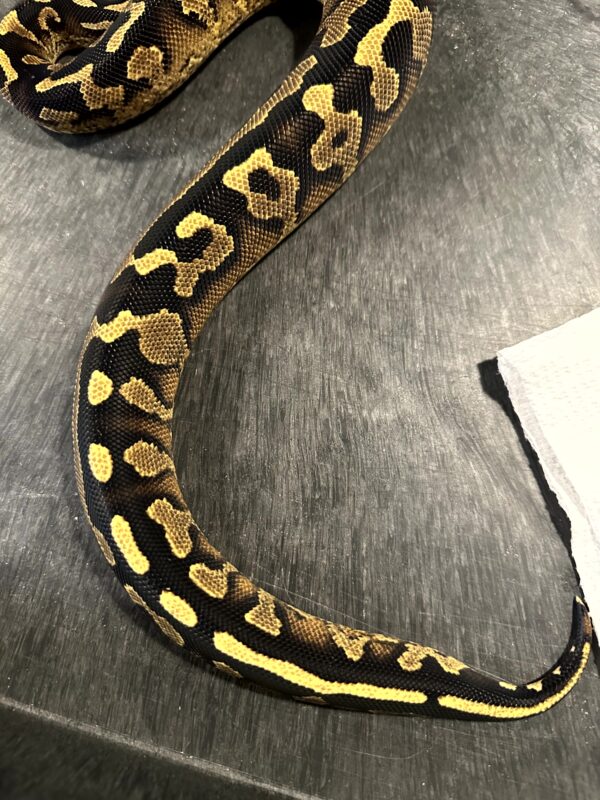 Super Asphalt Ball Python - Female - Image 5