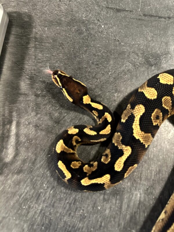 Super Asphalt Ball Python - Female - Image 6