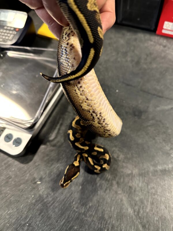 Super Asphalt Ball Python - Female - Image 7