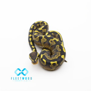 Super Asphalt Ball Python - Female
