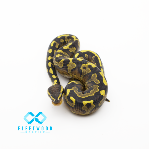 Super Asphalt Ball Python - Female