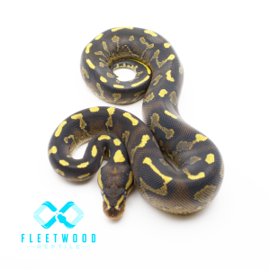 Super Asphalt Chocolate Ball Python