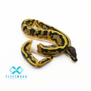 Piebald Het Desert Ghost Ball Python