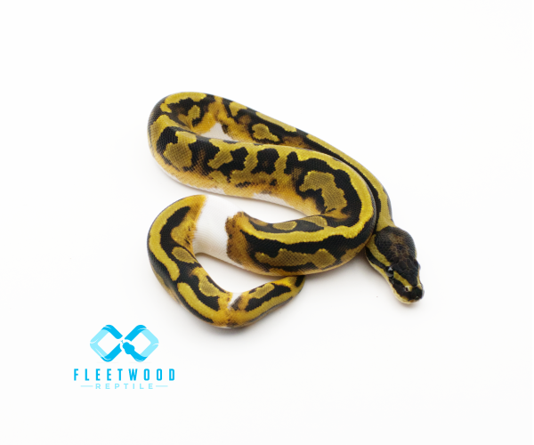 Piebald Het Desert Ghost Ball Python