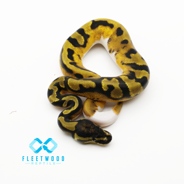 Piebald Het Desert Ghost (Poss OD) Ball Python