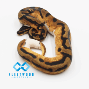 Piebald Het Desert Ghost (Poss OD) Ball Python