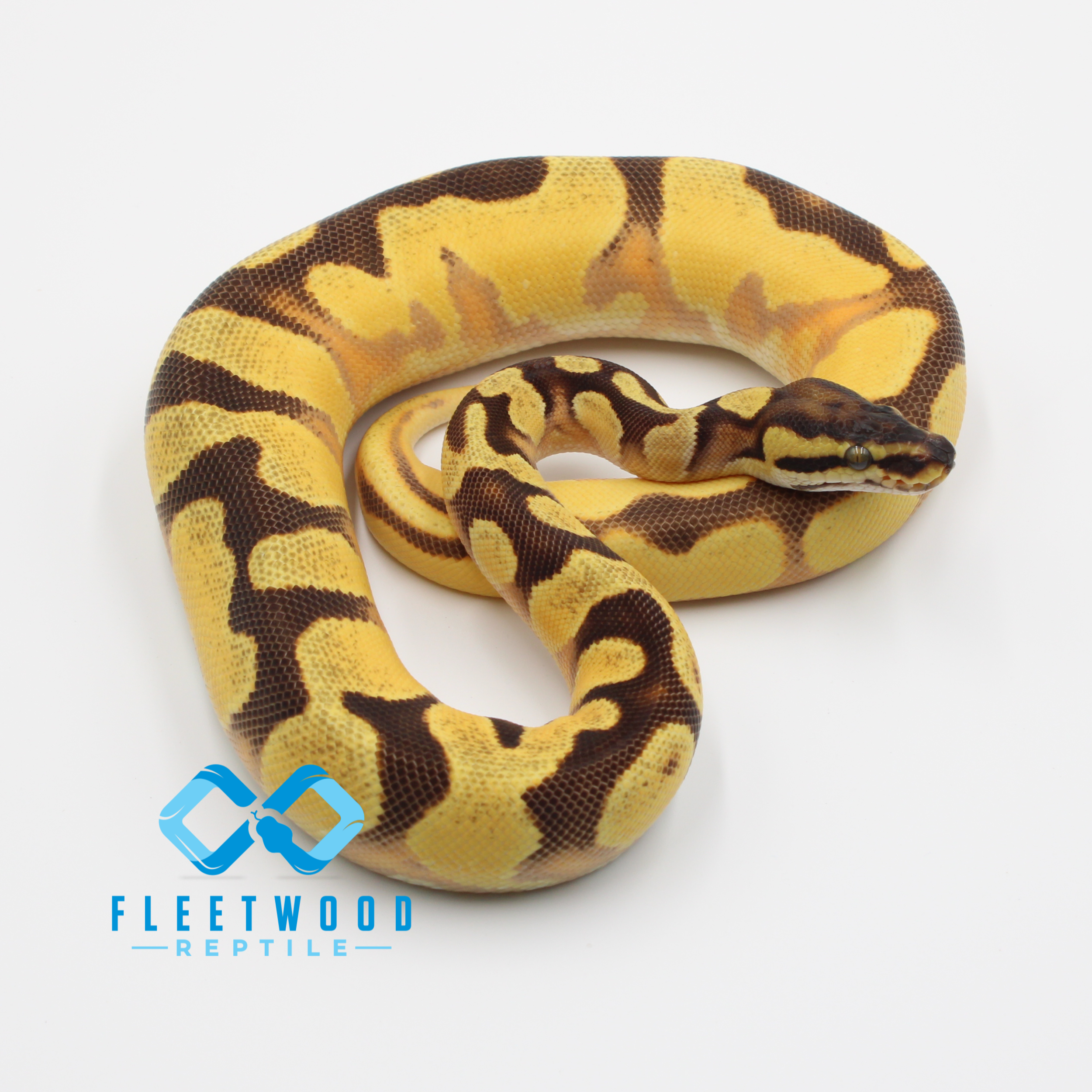 Super Orange Dream Enchi Specter/YB Het Pied Ball Python