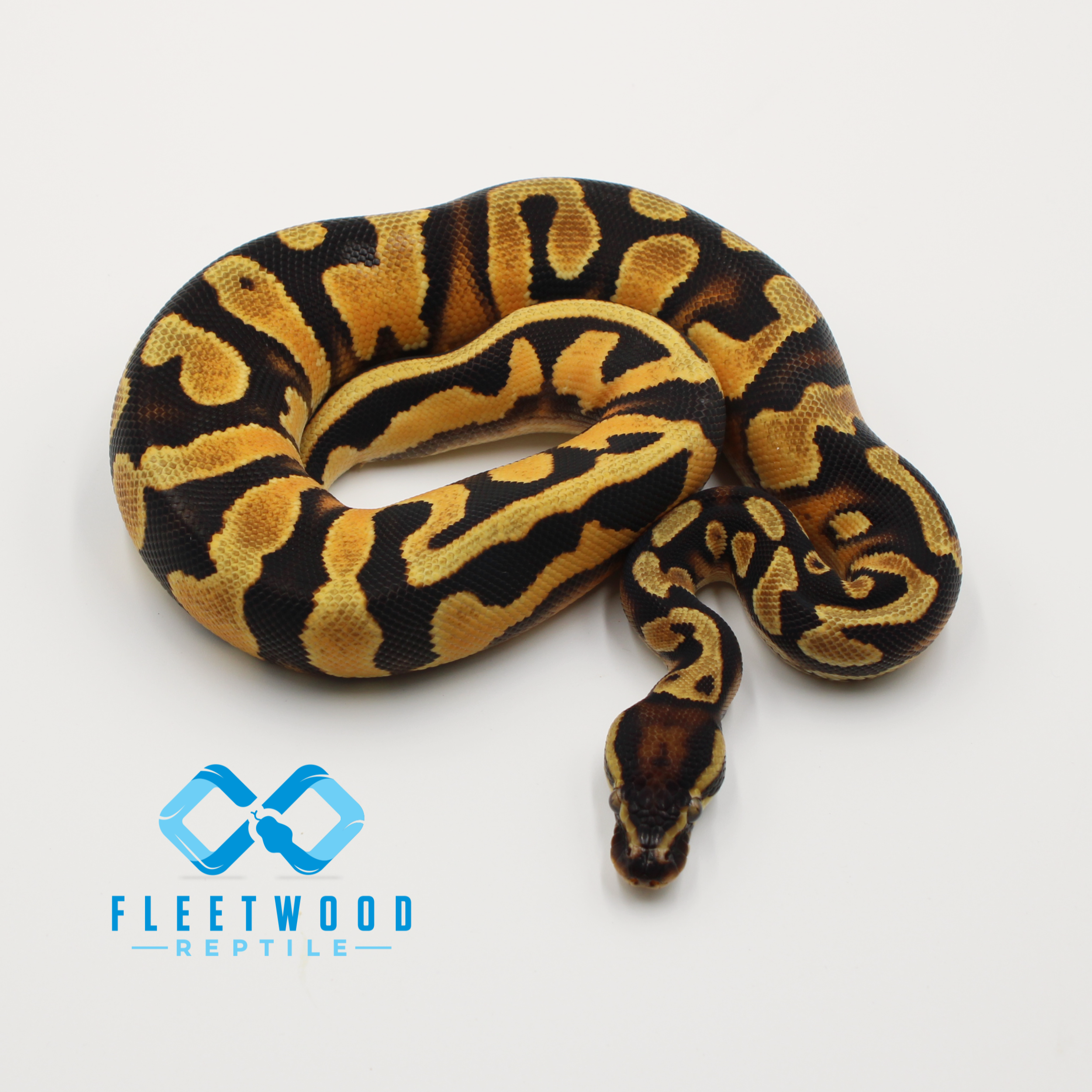 OD Enchi Het Pied Ball Python Male