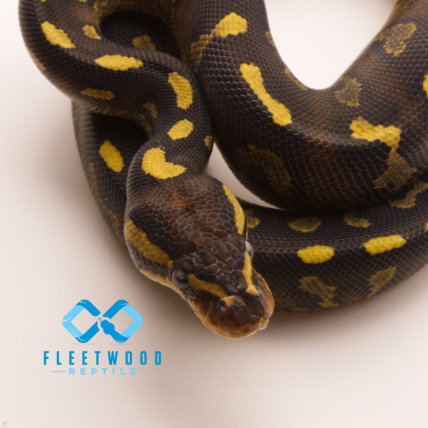 Super Asphalt Chocolate Ball Python - Image 2