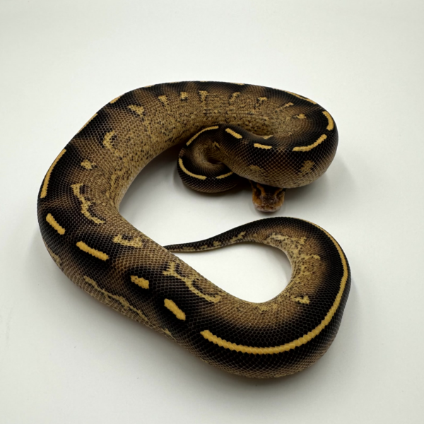 Freeway Ball Python - Image 2