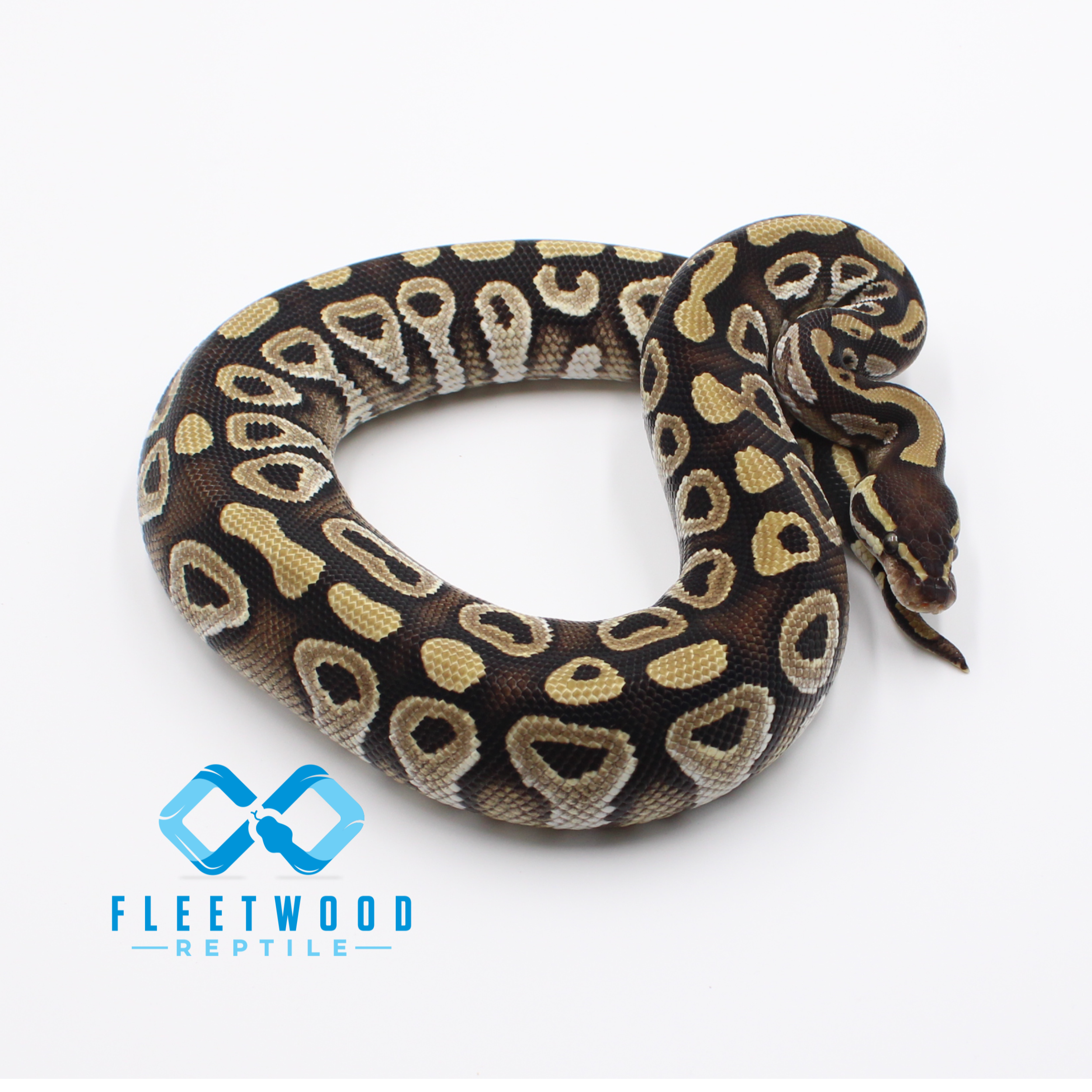 Mojave Ball Python - M
