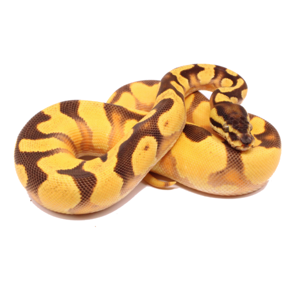 Super Orange Dream Enchi Specter/YB Het Pied Ball Python - Image 3