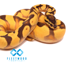 Super Orange Dream Enchi Specter/YB Het Pied Ball Python