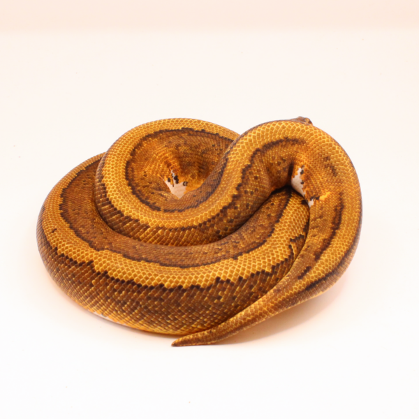 YB Pinstripe Piebald Ball Python - Image 2