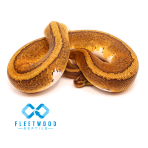 YB Pinstripe Piebald Ball Python
